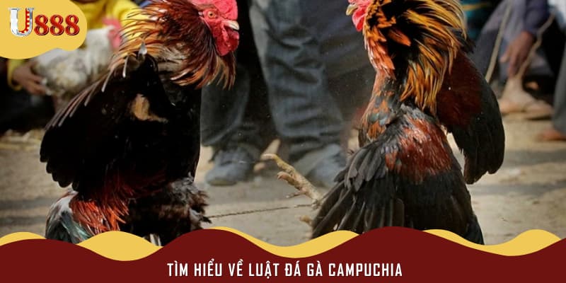 Tìm hiểu về luật đá gà Campuchia