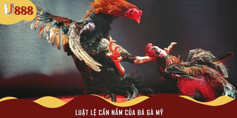 Luật lệ cần nắm của đá gà Mỹ