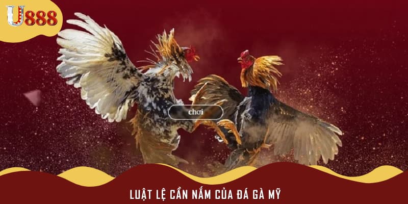 Cao thủ chia sẻ bí kíp cược đá gà Mỹ