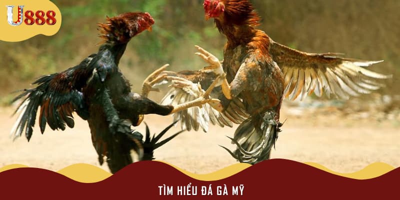 Tìm hiểu đá gà Mỹ