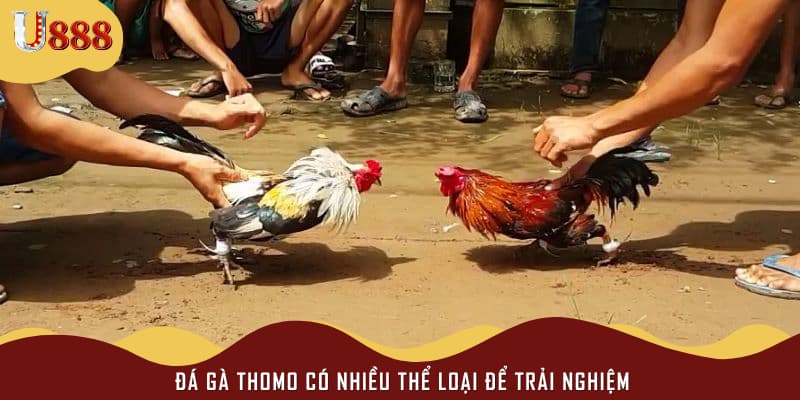 Đá gà Thomo có nhiều thể loại để trải nghiệm