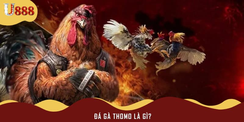 Đá gà Thomo là gì?