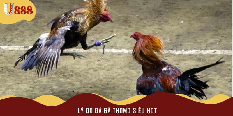 Lý do đá gà Thomo siêu hot