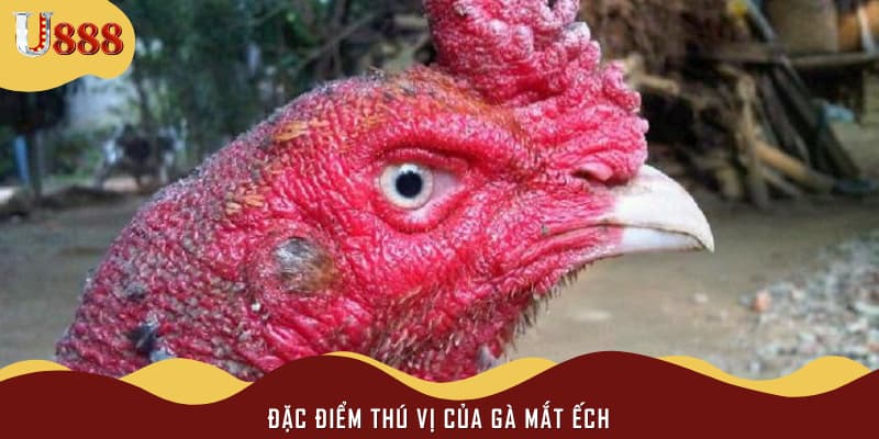 Đặc điểm thú vị của gà mắt ếch