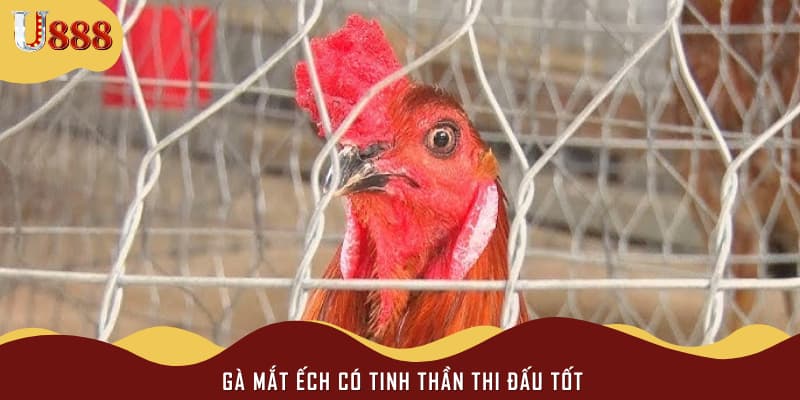 Gà mắt ếch có tinh thần thi đấu tốt