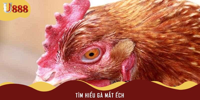 Tìm hiểu gà mắt ếch