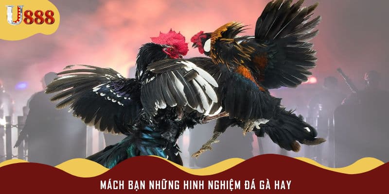 Mách bạn những hinh nghiệm đá gà hay