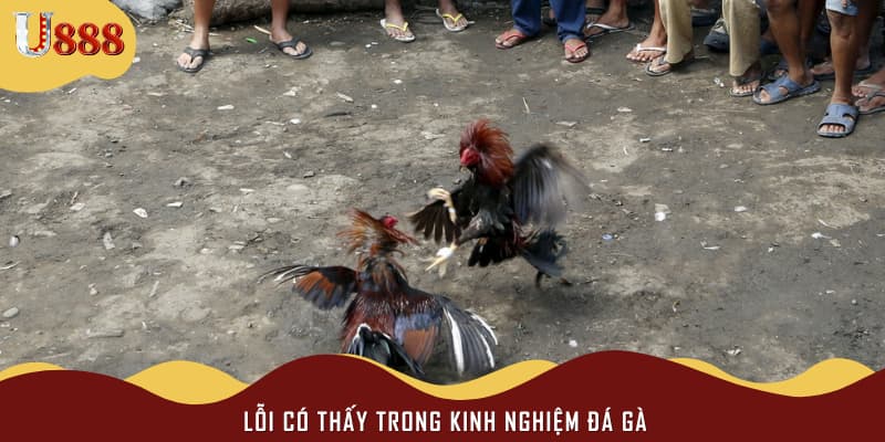 Lỗi có thấy trong kinh nghiệm đá gà