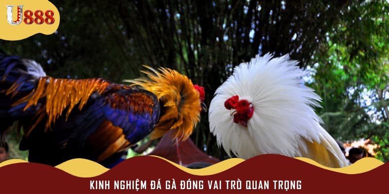 Kinh nghiệm đá gà đóng vai trò quan trọng