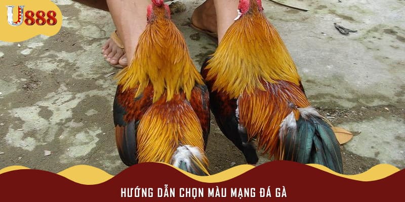 Hướng dẫn chọn màu mạng đá gà