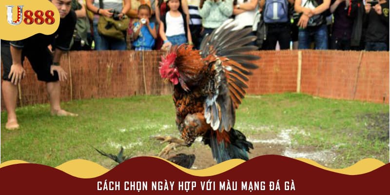 Cách chọn ngày hợp với màu mạng đá gà