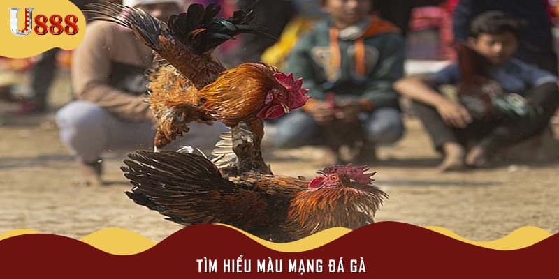 Tìm hiểu màu mạng đá gà